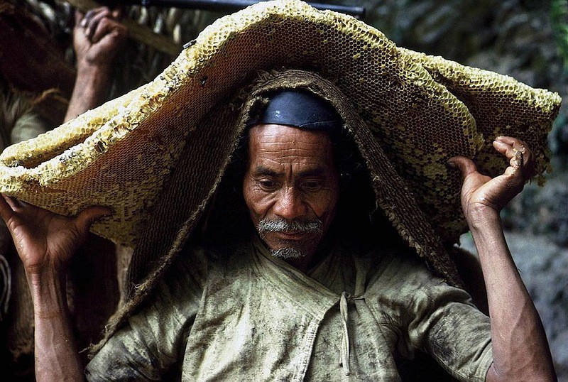 Zbieranie miodu w Nepalu