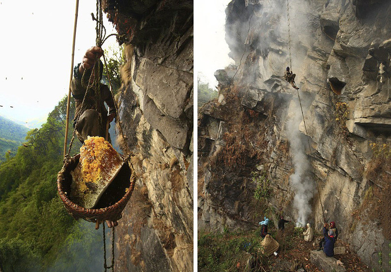 Zbieranie miodu w Nepalu
