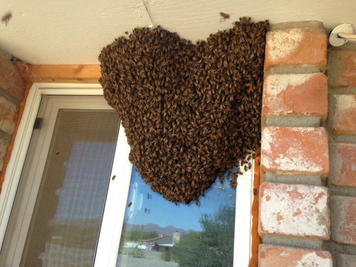 Переселение пчел  жесть, пчелы