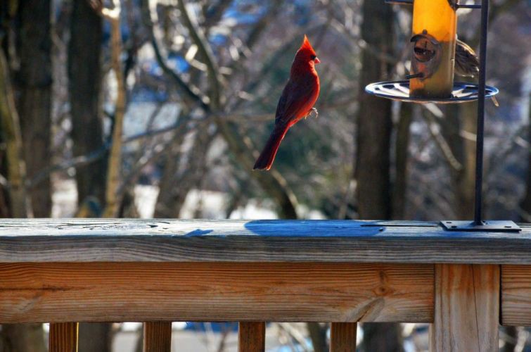 Левитирующий красный кардинал без фотошопа, животные, природа, фото