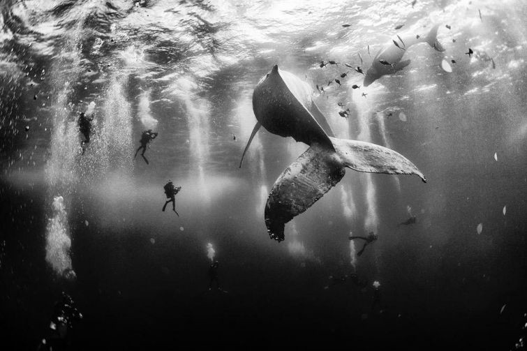 Подводный мир вблизи острова Рока Партида, Мексика без фотошопа, животные, природа, фото