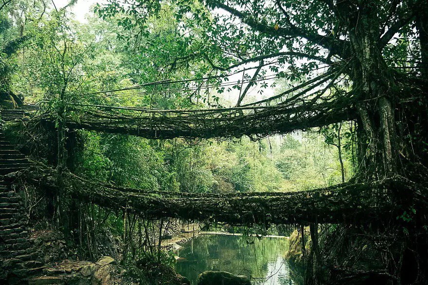 Мост из корней, Индия в мире, мост
