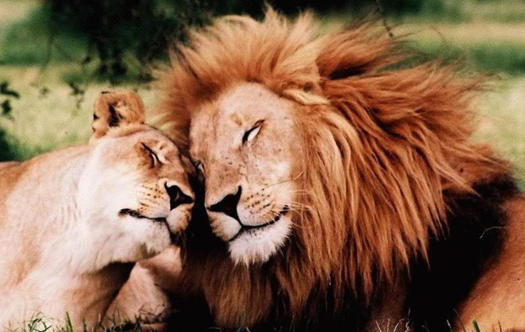 Король и королева леса животные, звери, любовь