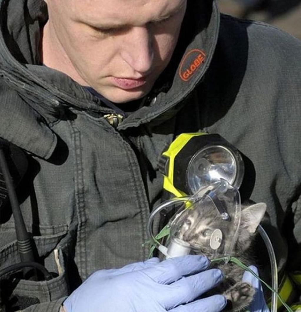 4. Пожарный спасает котенка добро, люди