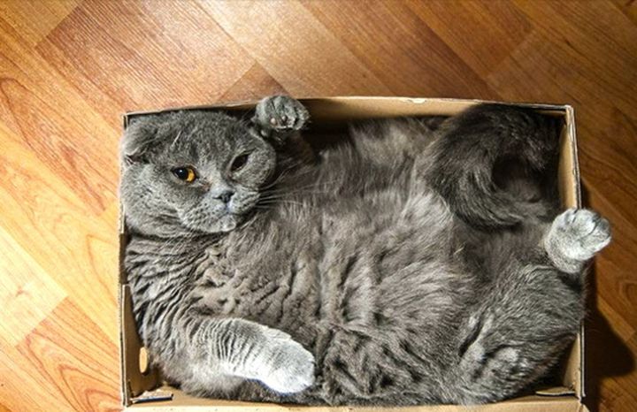 Доказательство того, что коты не совсем трезво оценивают свои размеры прикол, юмор