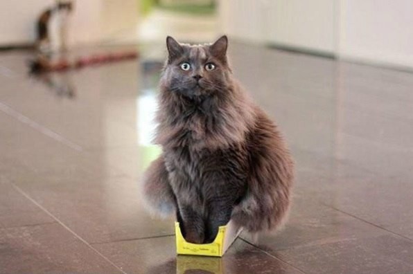 Доказательство того, что коты не совсем трезво оценивают свои размеры прикол, юмор