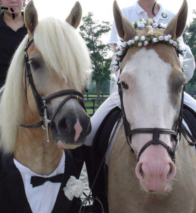 Даже лошади могут найти любовь. животные, любовь, прикол, юмор