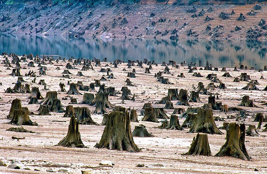 Вырубка лесов  мир, население, последствие, фотография
