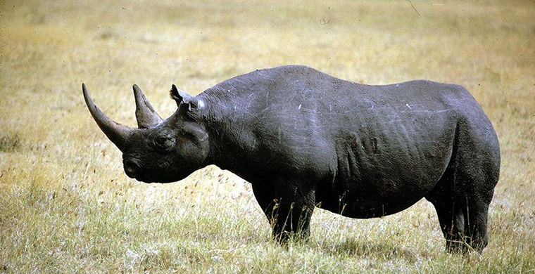 Западноафриканский черный носорог в мире, животные