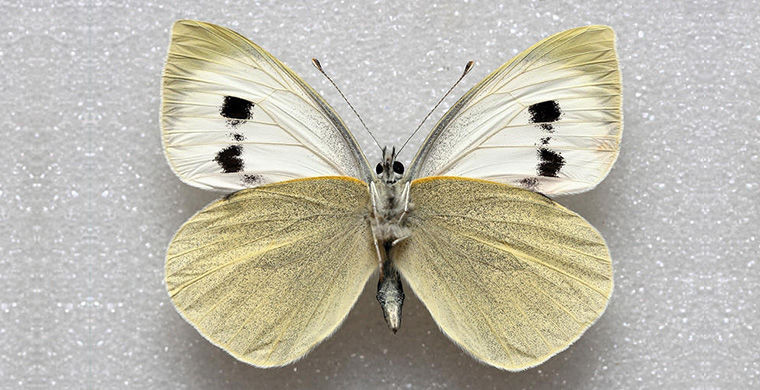 Большая белая бабочка Мадейры в мире, животные