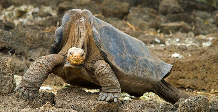 Галапагосская черепаха Одинокий Джордж в мире, животные