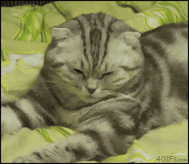 выходной, животные, кошки
