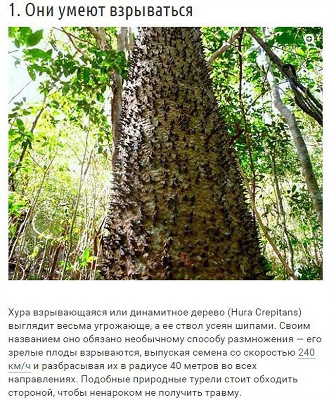 10 странных вещей, которые умеют делать деревья природа, факты