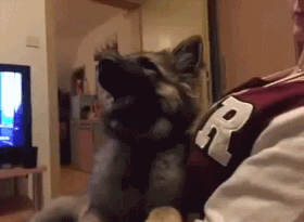 ef09d2e86b0f75d0f5eeaeb53ec833ba.gif