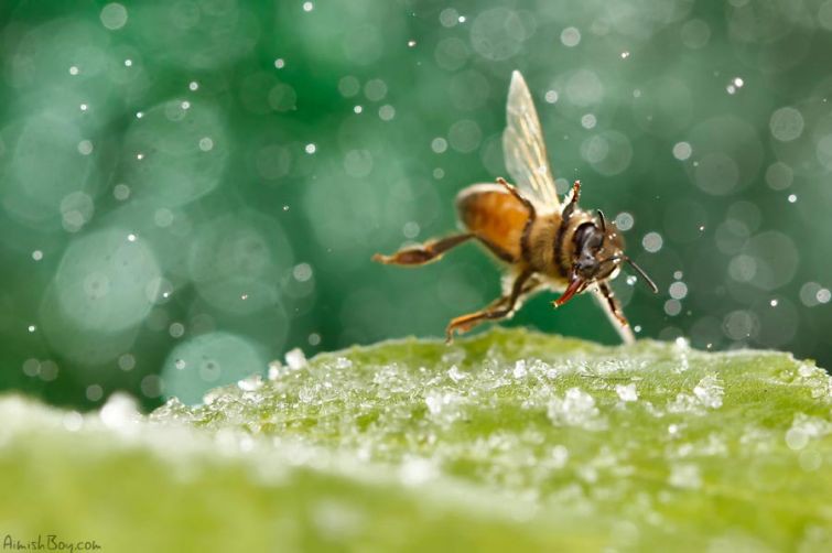 Тактика пьяная пчела насекомые, природа, фотопроект