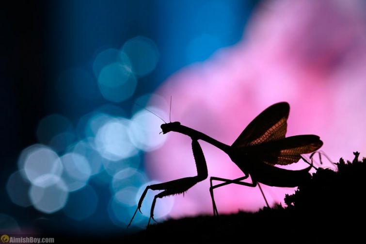 Ночной охотник насекомые, природа, фотопроект