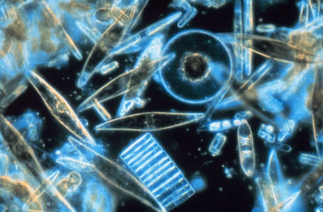 10. Большую часть кислорода на нашей планете производят микроскопические существа, живущие в океане - фитопланктон. морские обитатели, океан, ужасы