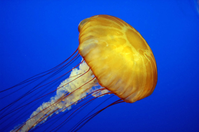 12. Медузы живут, по результатам наблюдений, в 15-30 раз дольше, чем акулы. морские обитатели, океан, ужасы