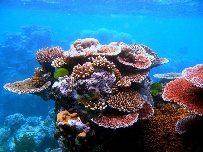 1. Потрясающе протяжённый, достигающий в длину около 2500 км, Большой Барьерный риф - самая большая экосистема планеты, которую можно увидеть даже из космоса. морские обитатели, океан, ужасы