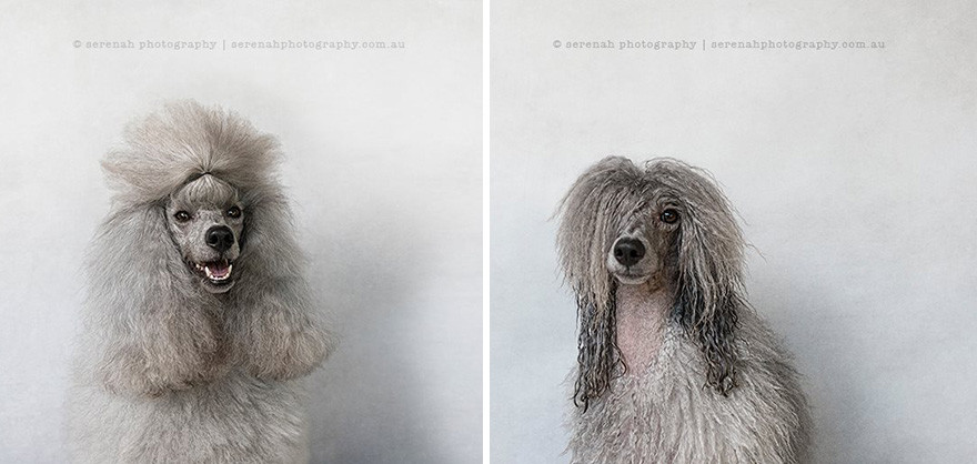 До и после душа душ, после, собака, фото