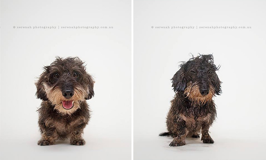 До и после душа душ, после, собака, фото