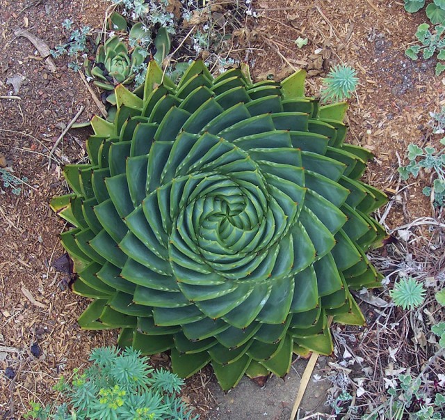  15 растений для тех, кто любит симметрию растения, симметрия