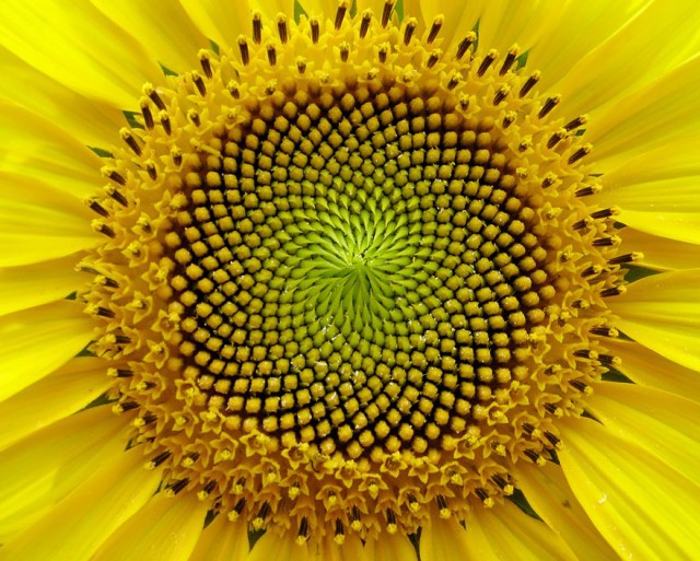  15 растений для тех, кто любит симметрию растения, симметрия