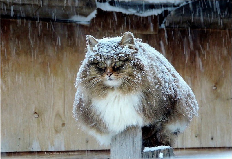 Кошляндия колония, коты