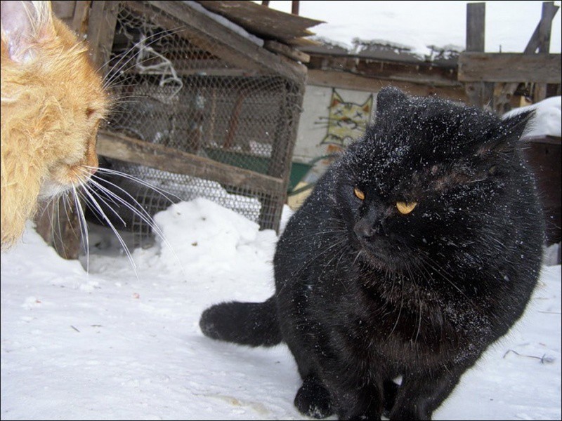 Кошляндия колония, коты