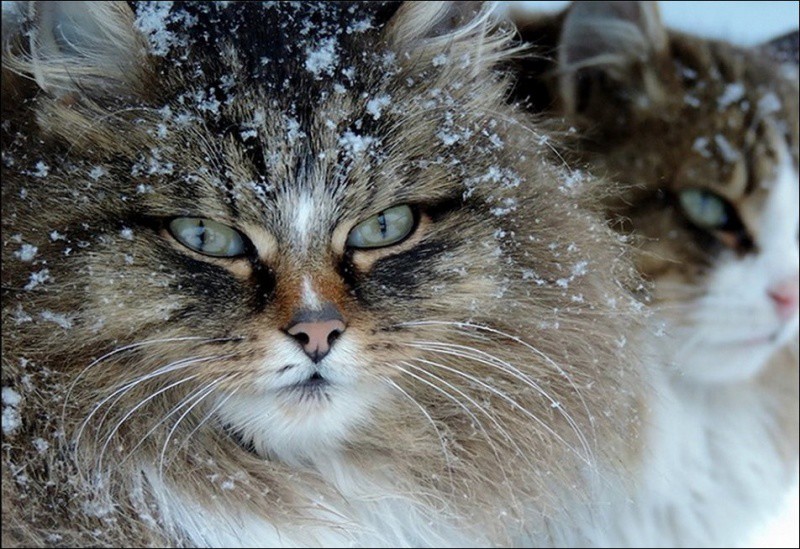 Кошляндия колония, коты