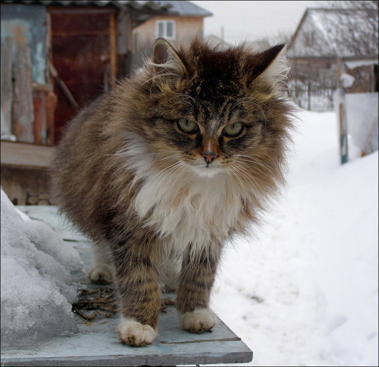 Кошляндия колония, коты