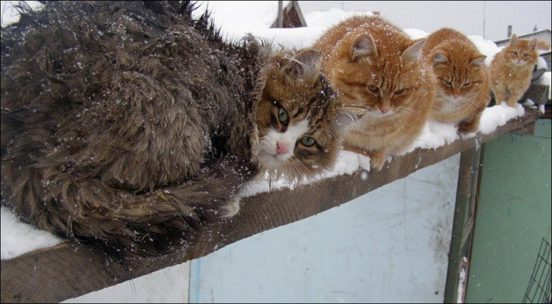 Кошляндия колония, коты