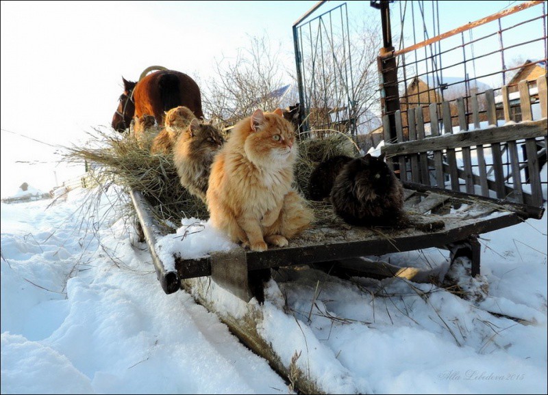 Кошляндия колония, коты