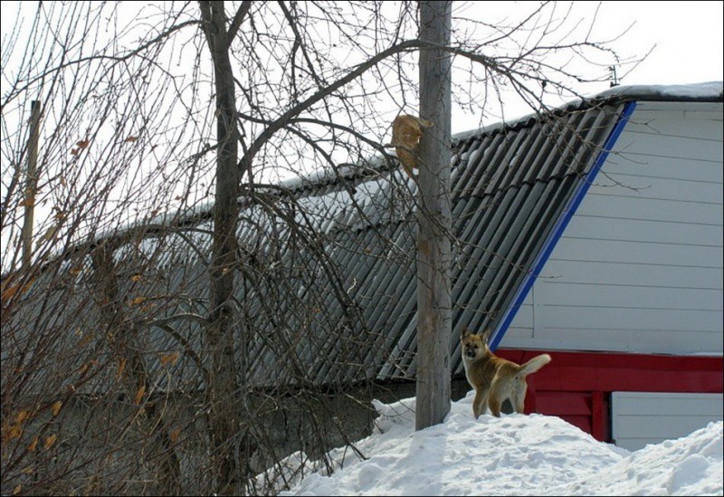 Кошляндия колония, коты