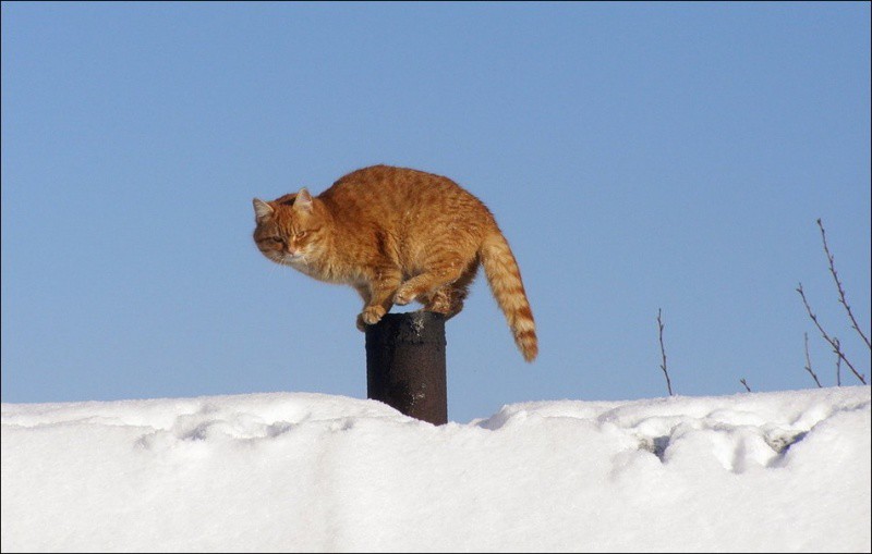 Кошляндия колония, коты