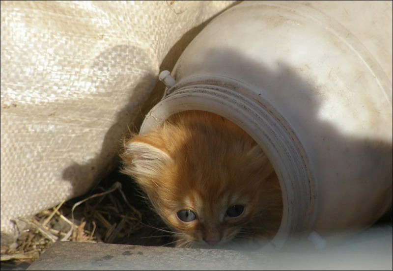 Кошляндия колония, коты