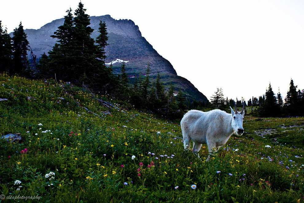 3. А ещё - горный козёл, пасущийся на диком лугу. дикая природа, животные, фото