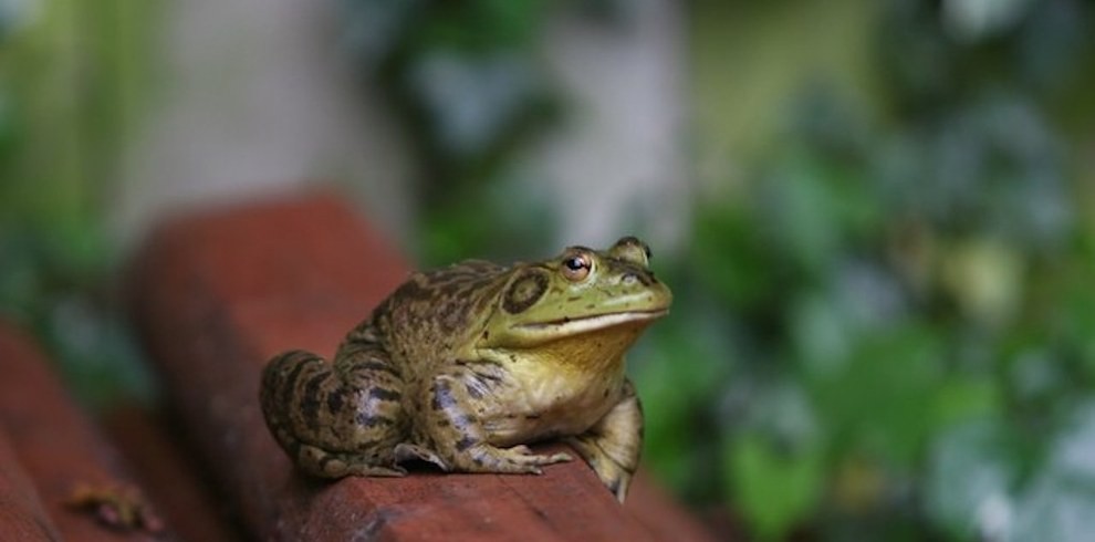 33. За пределами вашего офиса жабы сидят на брёвнах. дикая природа, животные, фото