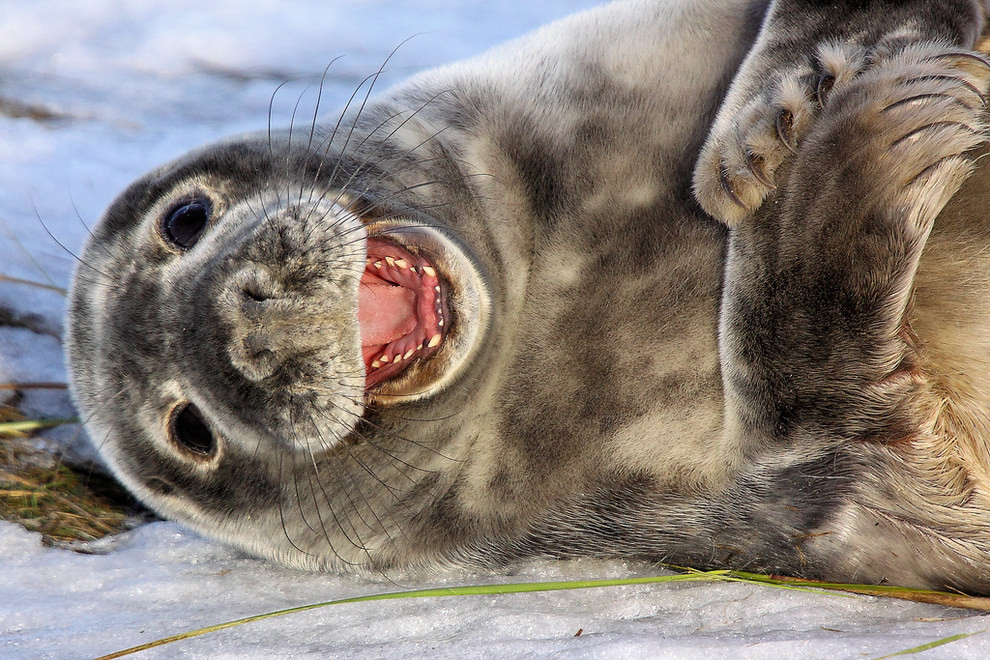 13. Счастливые тюлени. дикая природа, животные, фото