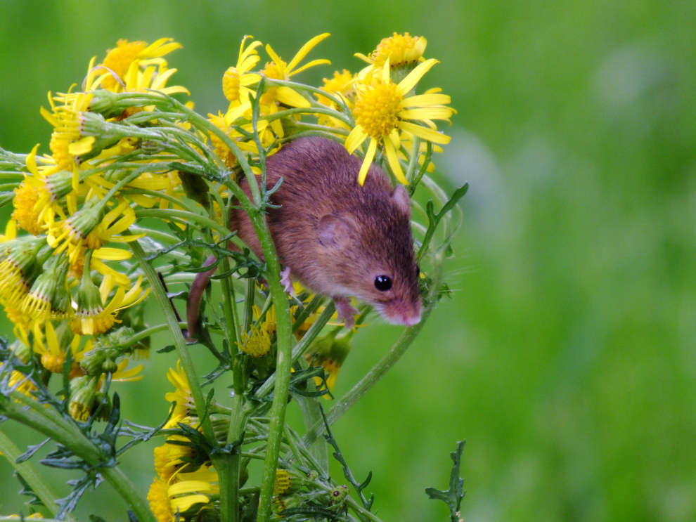 39. Маленькие мышки сидят на цветах. дикая природа, животные, фото