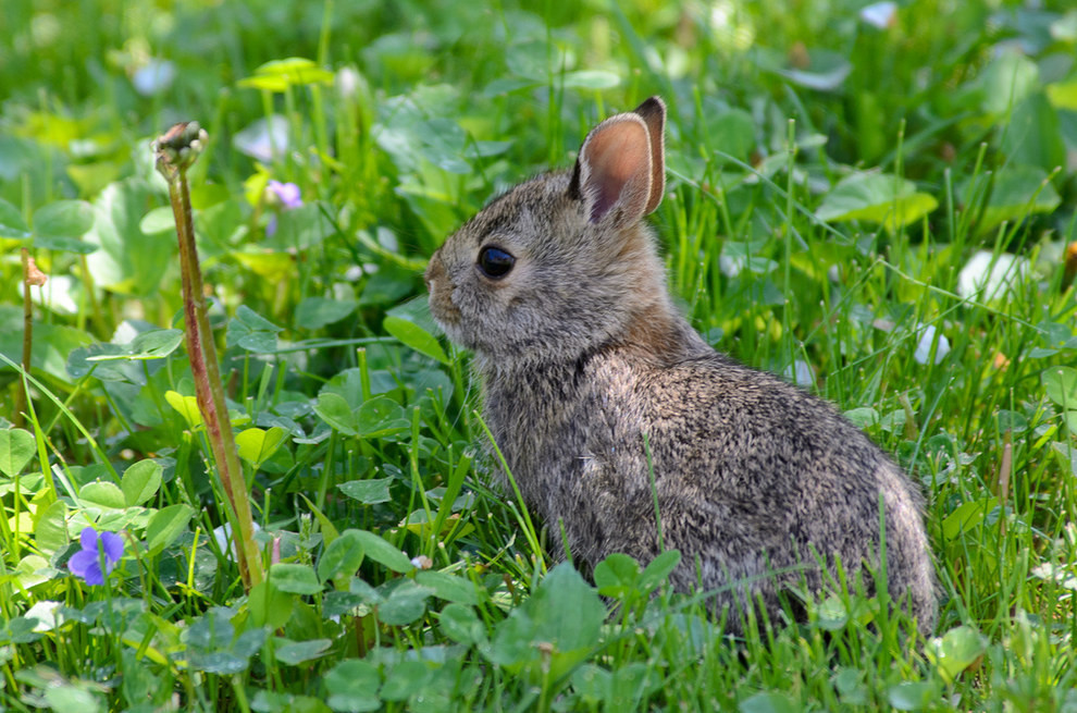 16. Маленькие крольчата. дикая природа, животные, фото