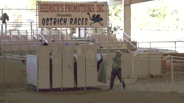 гифки, страус