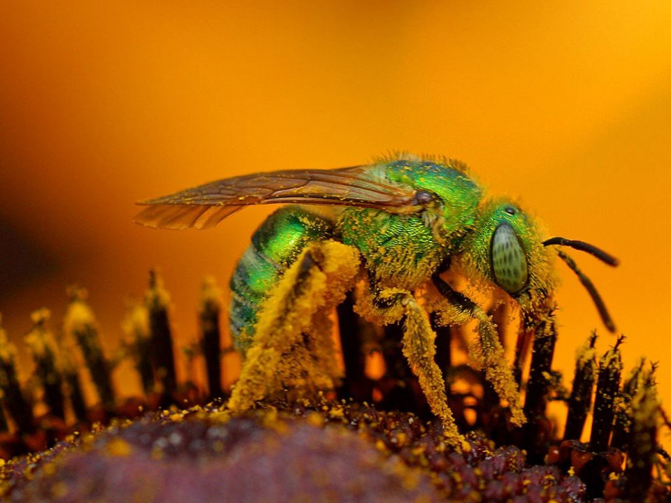 Пчелы: 1.0 боль, насекомые, укус