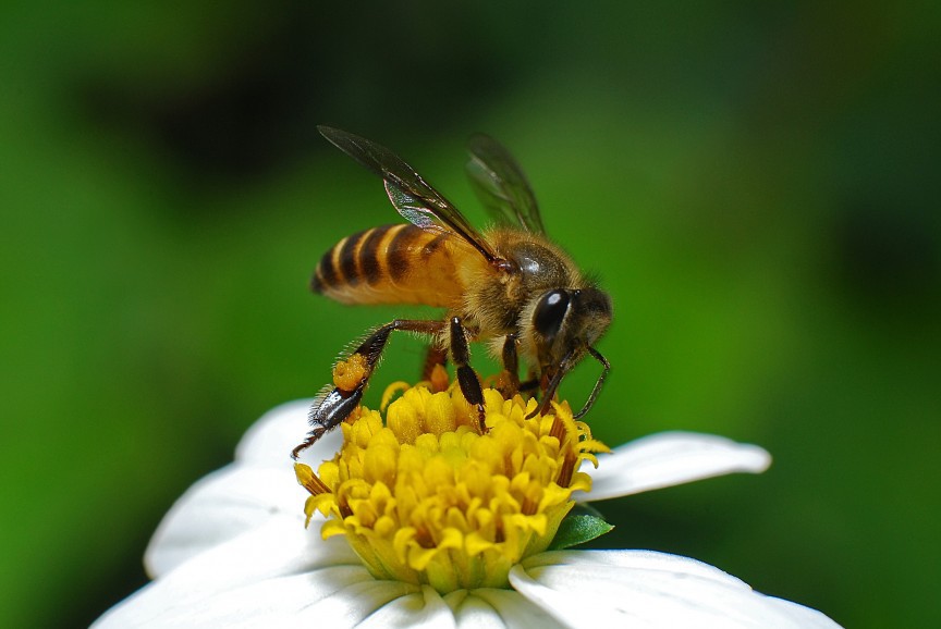 Медоносная пчела: 2.0 боль, насекомые, укус