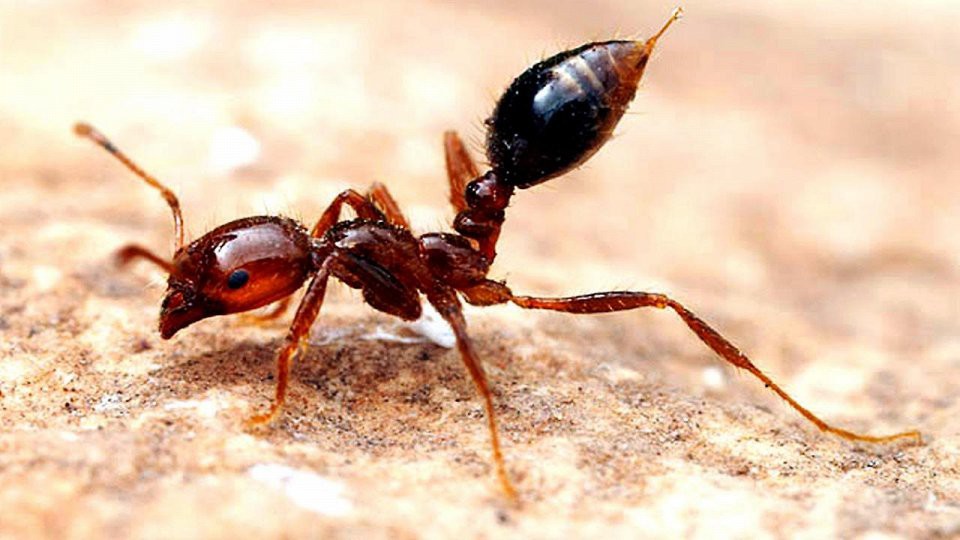 Огненный муравей: 1.2 боль, насекомые, укус