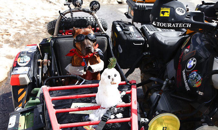 Снег в Южном Техасе мотоциклист, питомец, путешествие