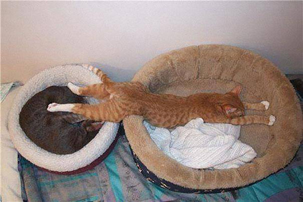 Хочу спать в двух корзинах! животные, кот, прикол, сон