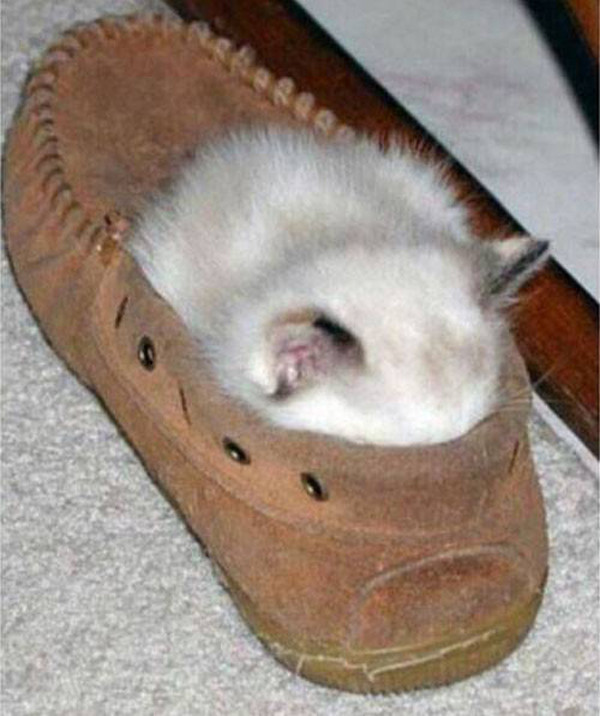 Какой уютный ботиночек... животные, кот, прикол, сон