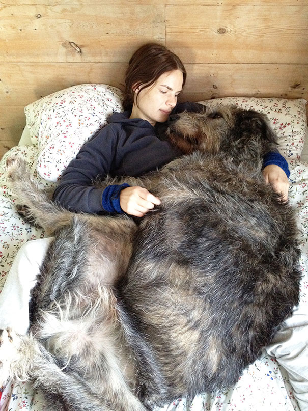 7. Ирландский волкодав очень любит спать в кровати  размер, собака