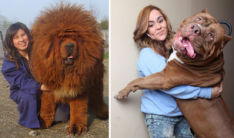 50 собак, которые не осознают, насколько они огромны размер, собака